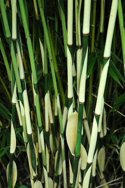 BAMBUSA fargesia robusta 'Pingwu'