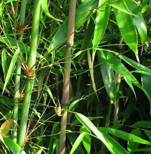 BAMBUSA fargesia robusta 'Wolong'