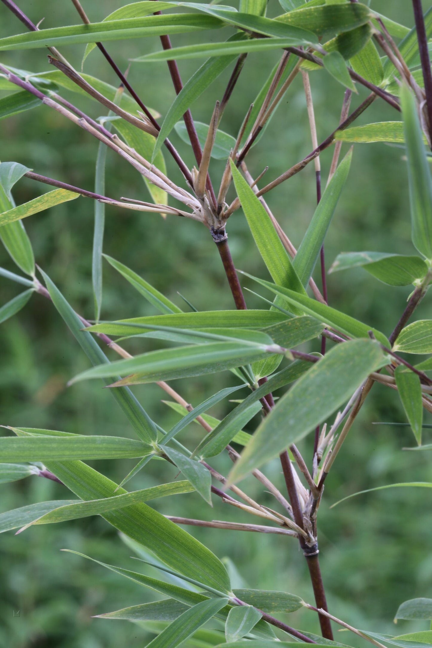 BAMBUSA fargesia nitida 'Black Pearl'