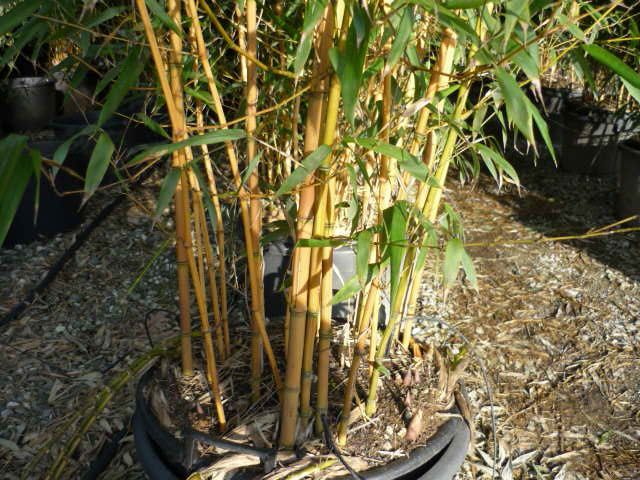 BAMBUSA Phyllostachys aureosulcata 'Aureocaulis'