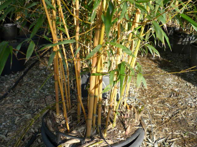 BAMBUSA Phyllostachys aureosulcata 'Aureocaulis'