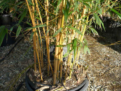 BAMBUSA Phyllostachys aureosulcata 'Aureocaulis'