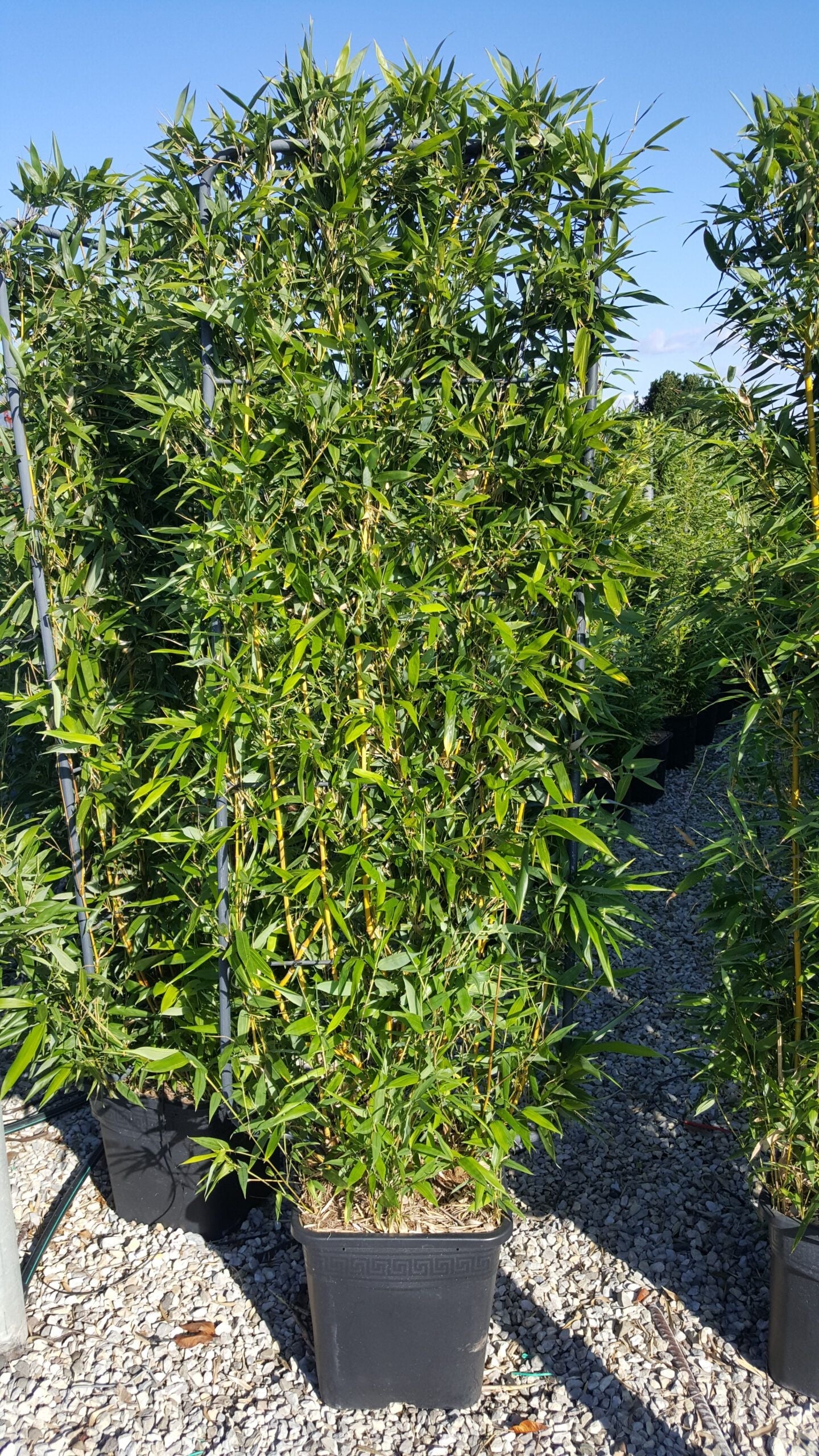 BAMBUSA Phyllostachys aureosulcata 'Spectabilis'
