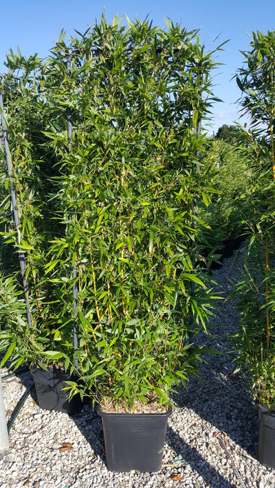 BAMBUSA Phyllostachys aureosulcata 'Spectabilis'