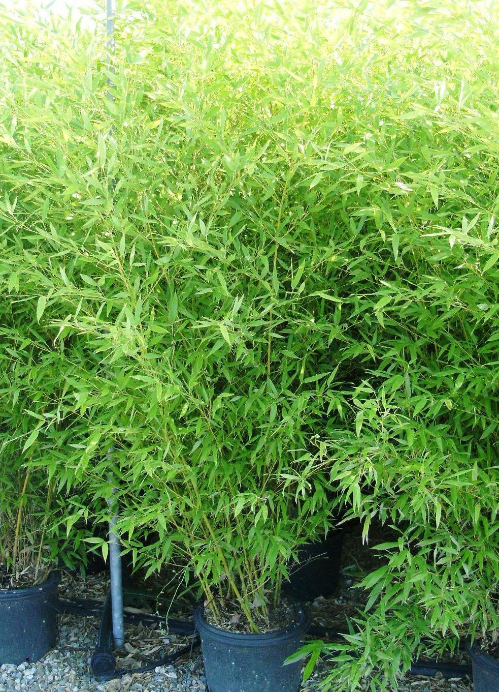 BAMBUSA Phyllostachys bissetii
