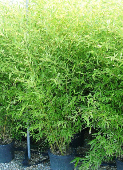 BAMBUSA Phyllostachys bissetii