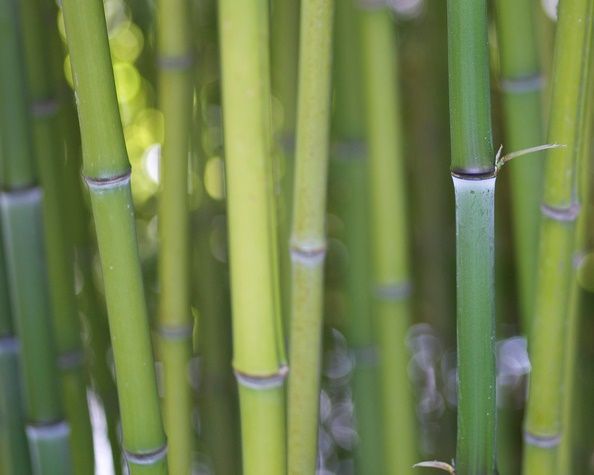 BAMBUSA Phyllostachys viridiglaucescens