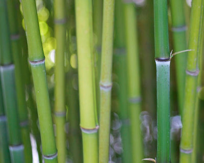 BAMBUSA Phyllostachys viridiglaucescens