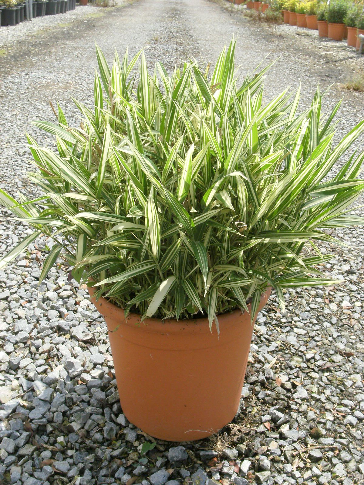 BAMBUSA Pleioblastus fortunei