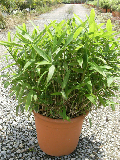 BAMBUSA Pleioblastus pumilus