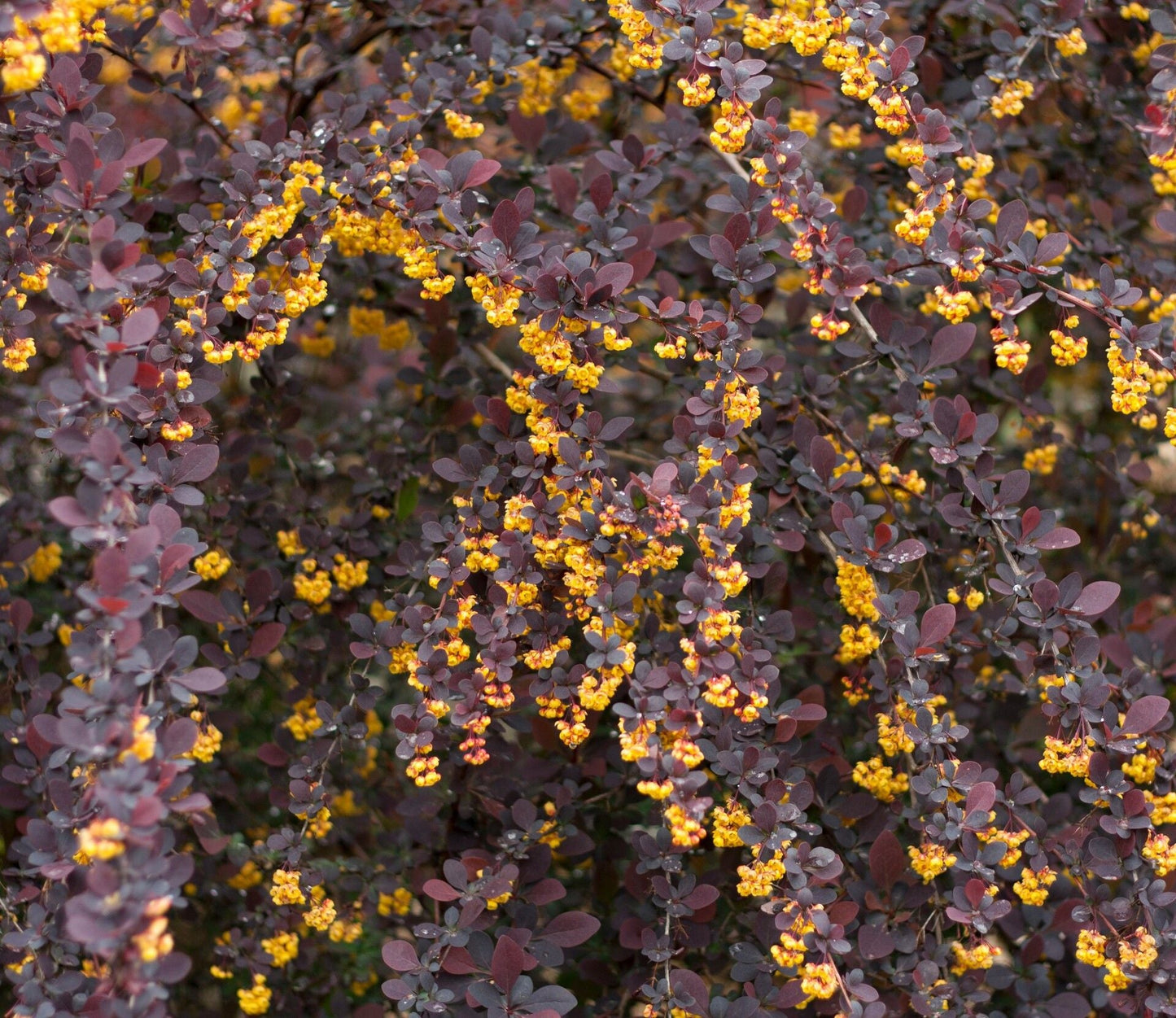 BERBERIS x ottawensis 'Superba'