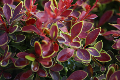 BERBERIS thunbergii 'Admiration' ®