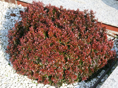 BERBERIS thunbergii 'Atropurpurea Nana'