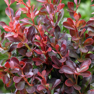 BERBERIS thunbergii 'Atropurpurea'