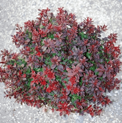 BERBERIS thunbergii 'Bagatelle'