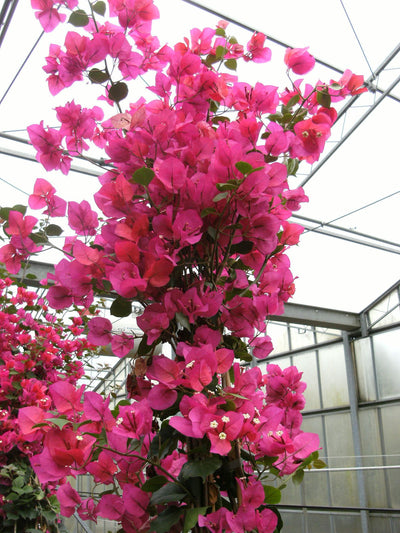 BOUGAINVILLEA 'Barbara Karst'