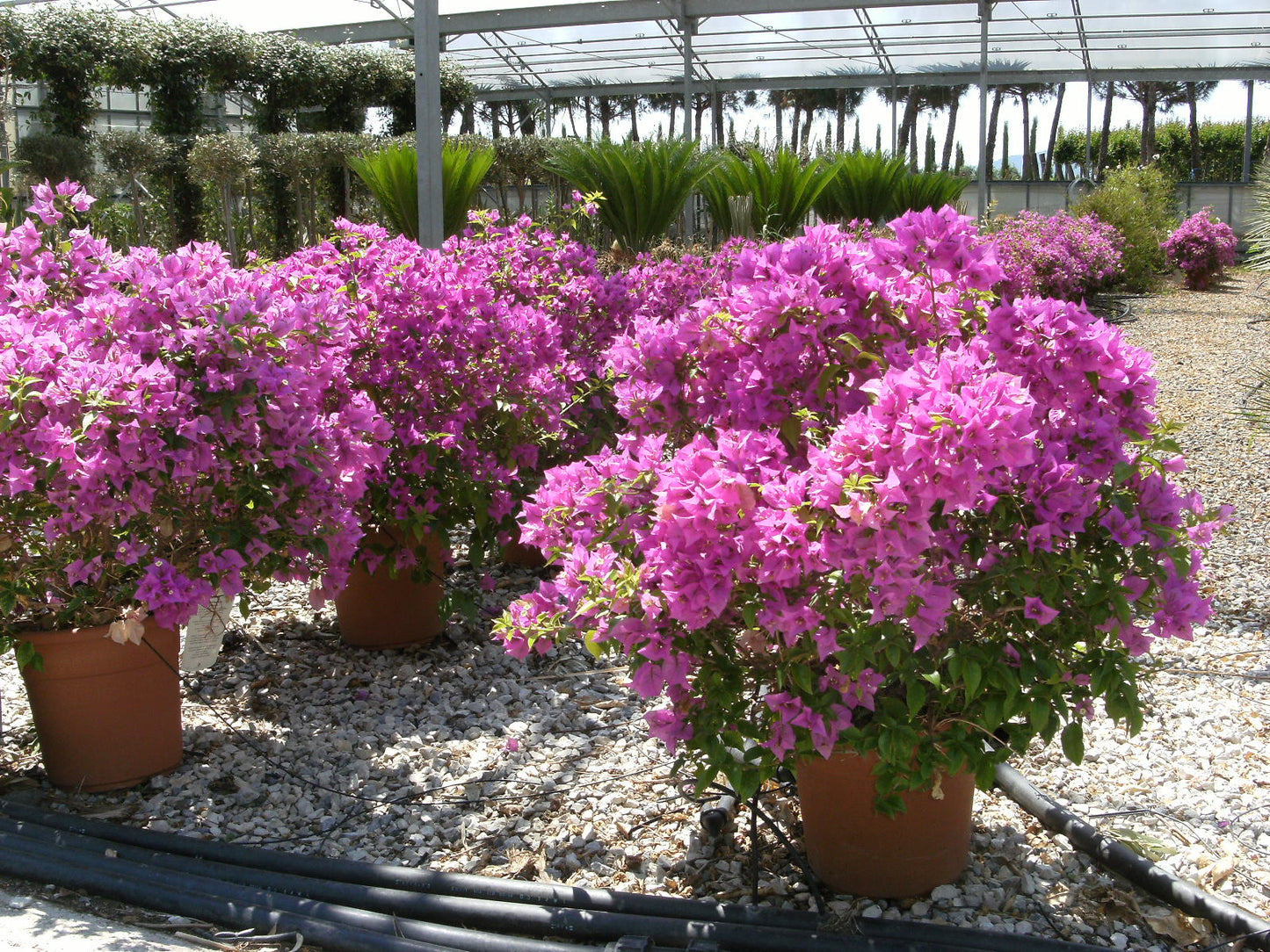 BOUGAINVILLEA glabra 'Sanderiana'