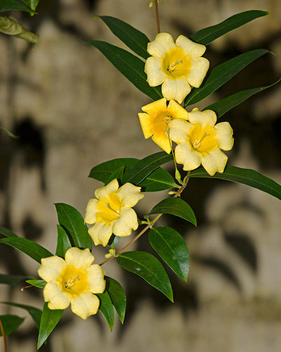BIGNONIA chamberlaynii