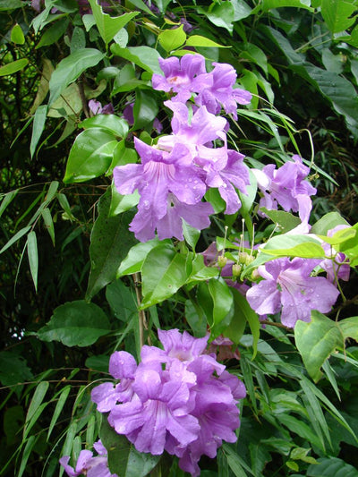 BIGNONIA lindleyana