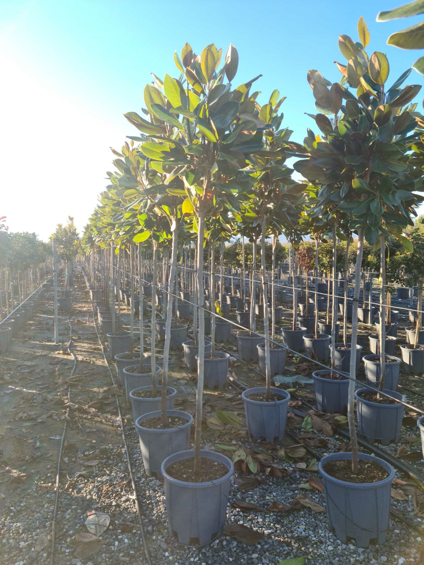 MAGNOLIA grandiflora 'Galissoniensis Praecox'