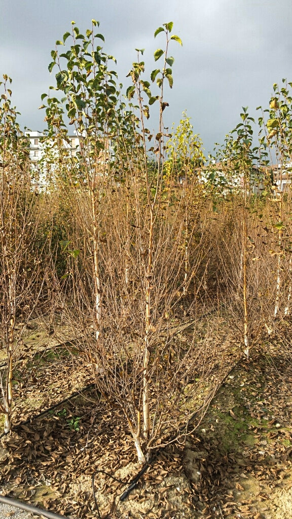 BETULA albosinensis 'Fascination'