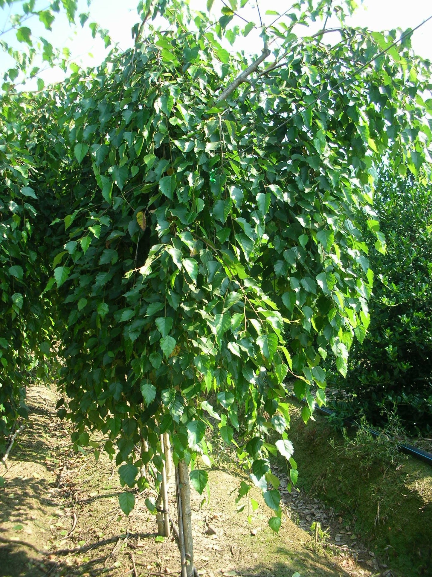BETULA jacquemontii 'Long Trunk'