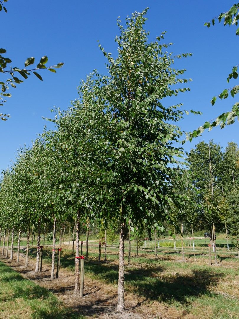 BETULA nigra