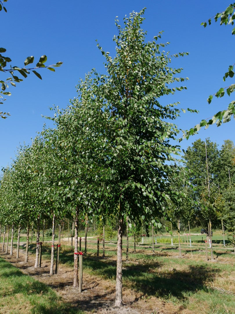 BETULA nigra