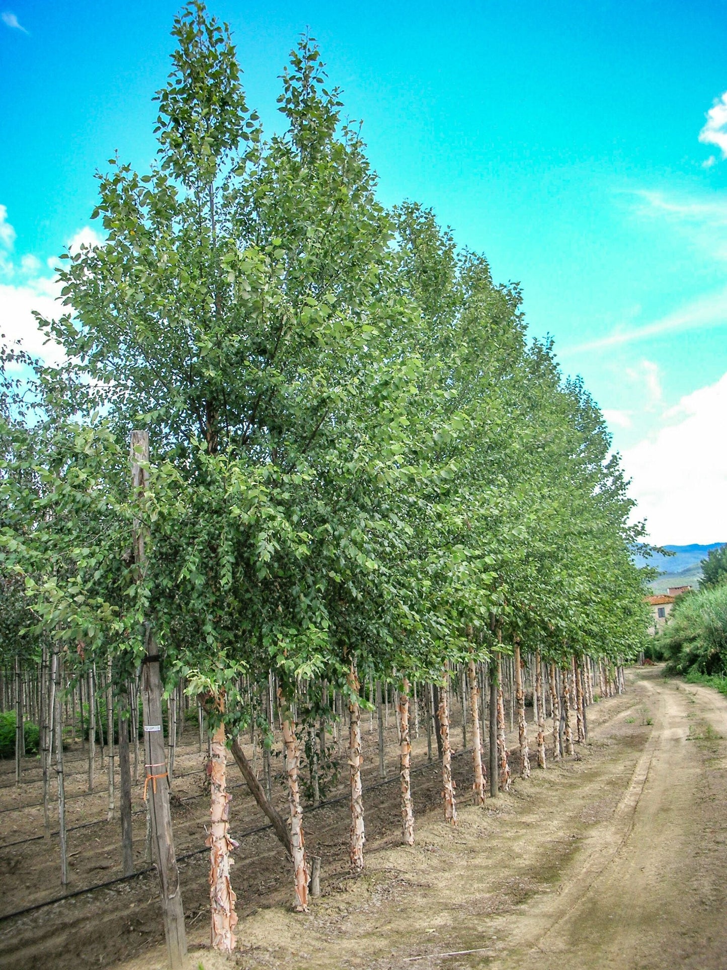 BETULA nigra 'Dura Heat' ®