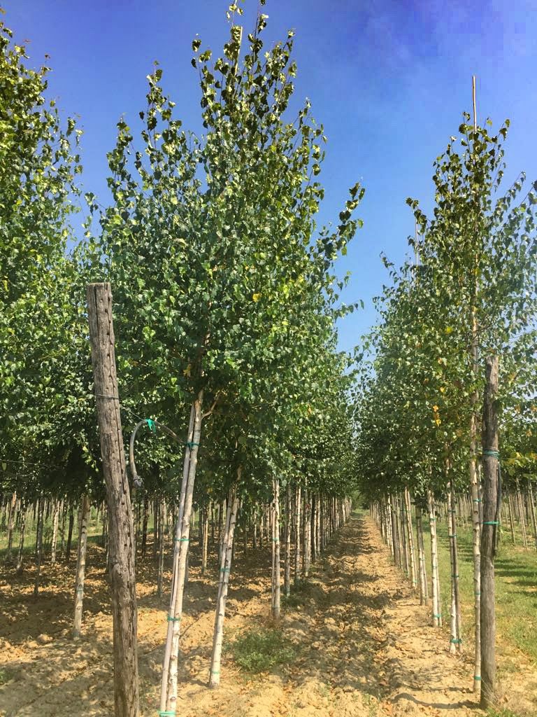 BETULA pendula