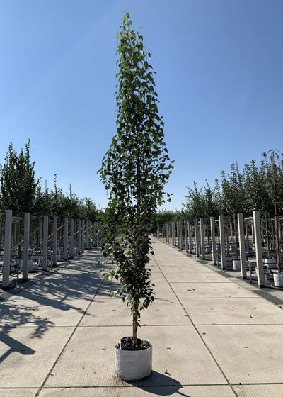 BETULA pendula 'Fastigiata'