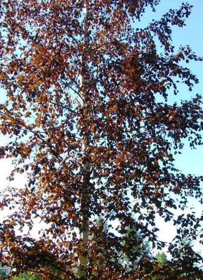 BETULA pendula 'Purpurea'