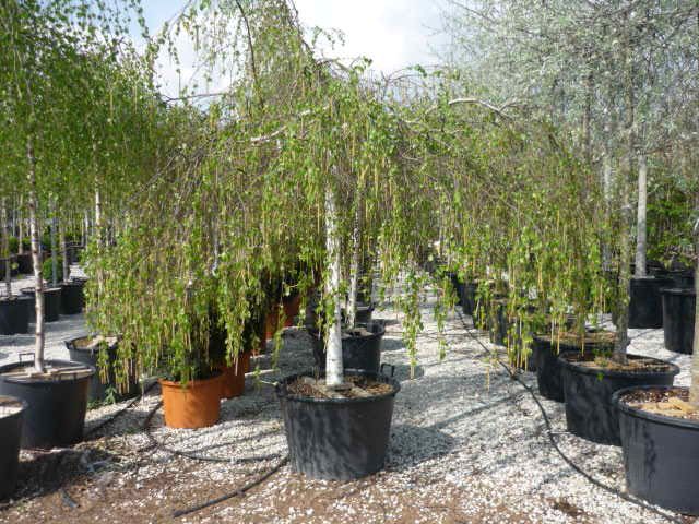 BETULA pendula 'Youngii'