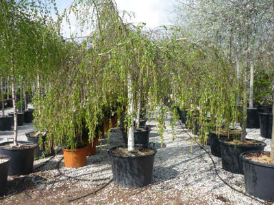 BETULA pendula 'Youngii'