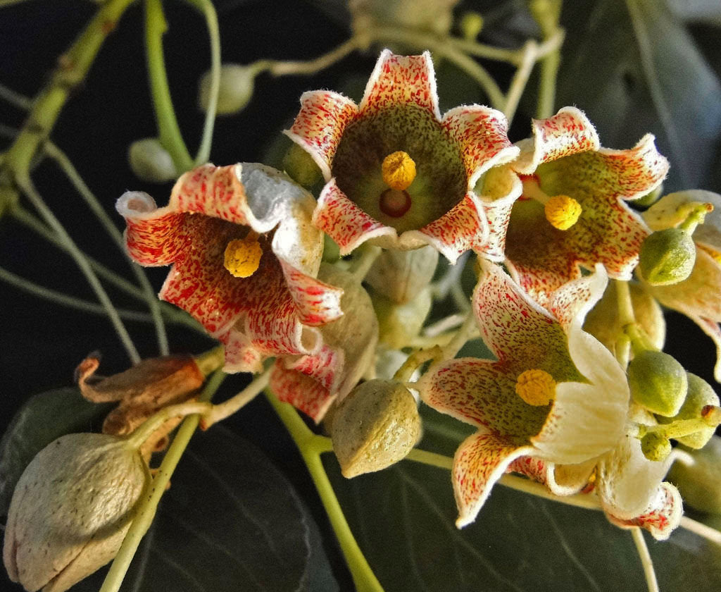BRACHYCHITON populneus