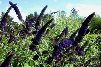 BUDDLEIA davidii 'Black Knight'