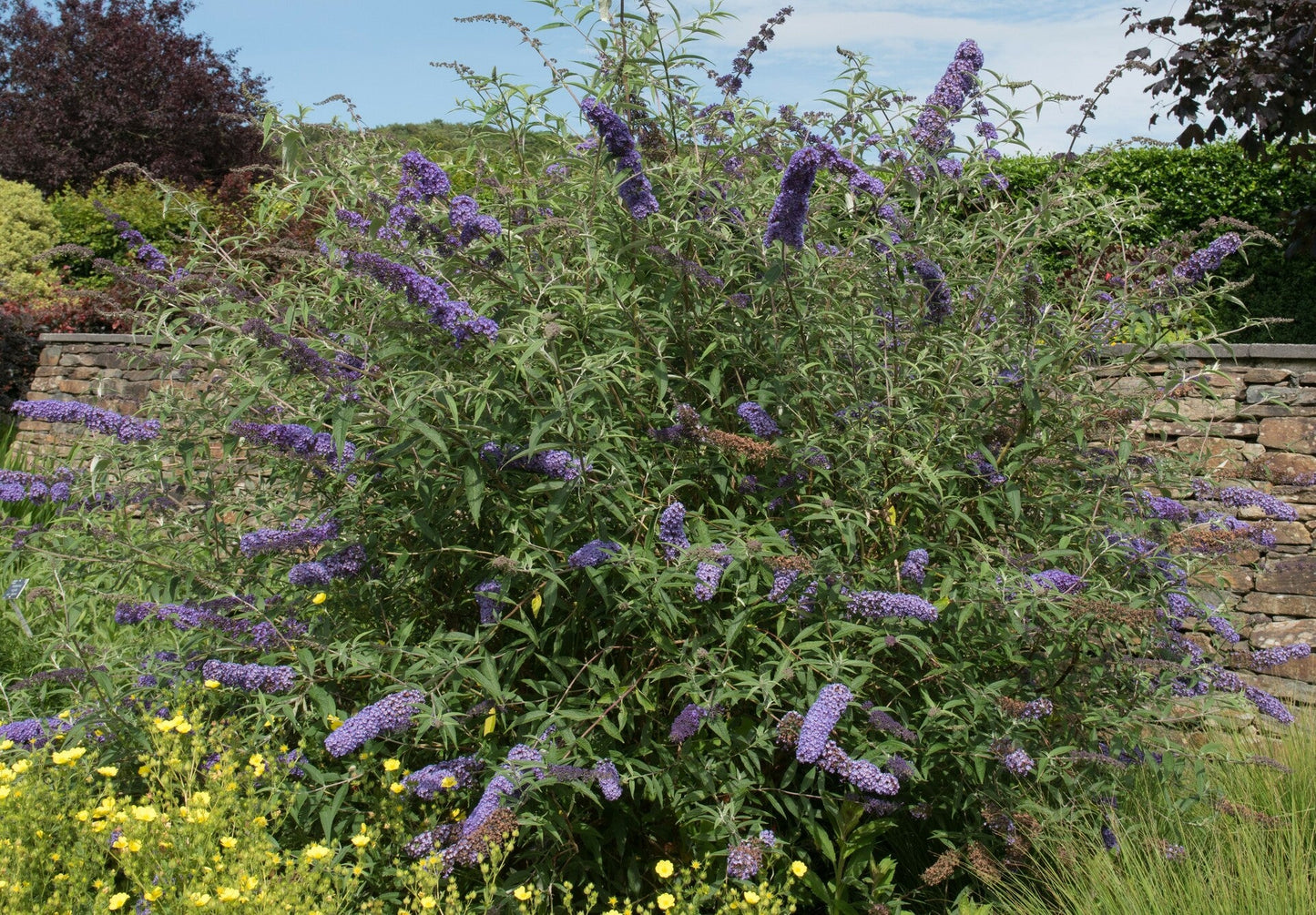 BUDDLEIA davidii 'Nanho Blue'
