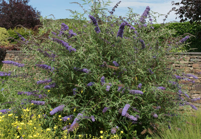 BUDDLEIA davidii 'Nanho Blue'