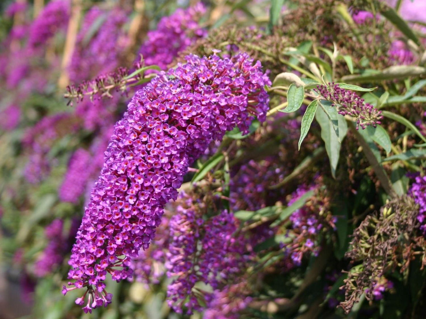 BUDDLEIA davidii 'Nanho Purple'