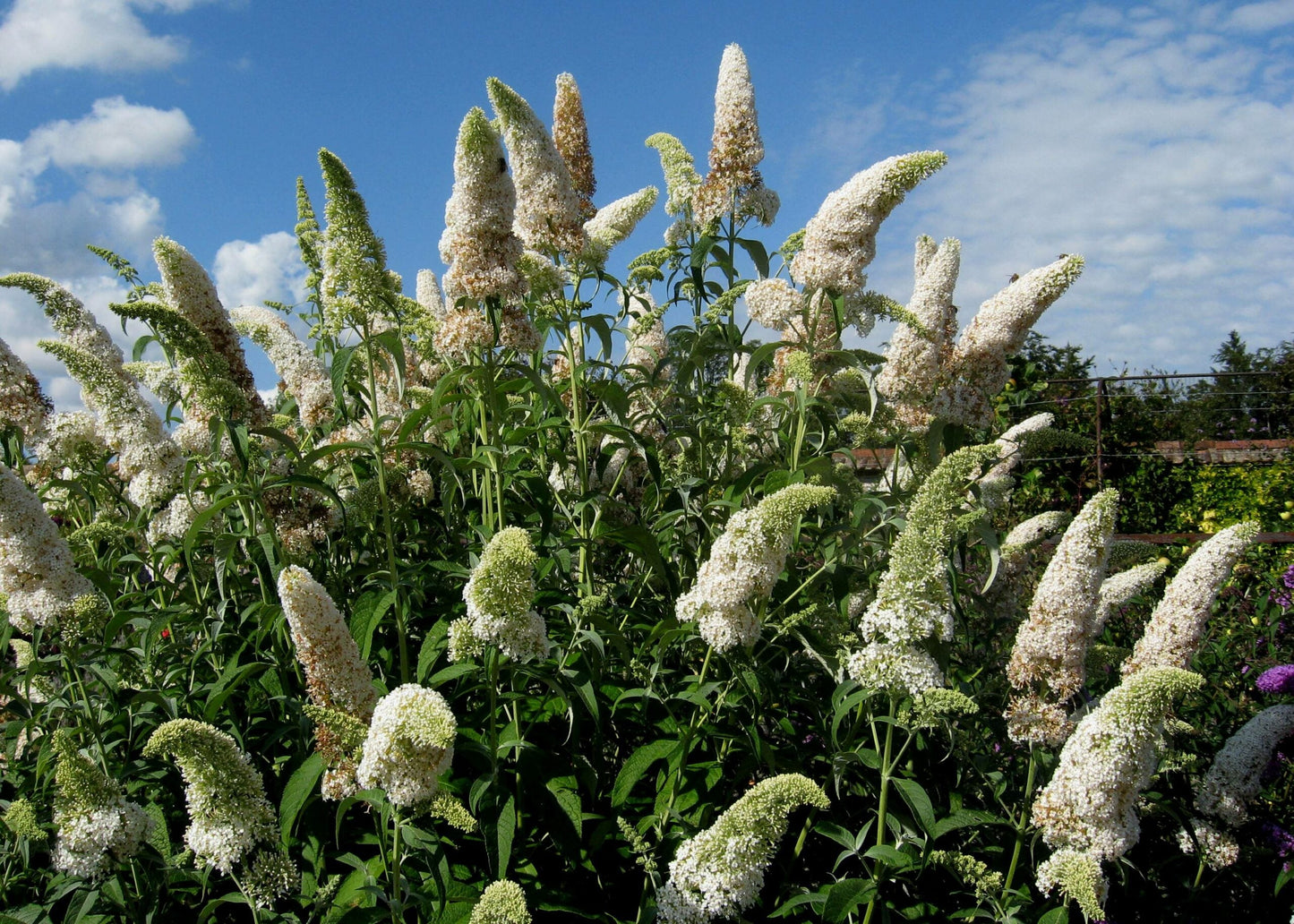 BUDDLEIA davidii 'White Profusion'