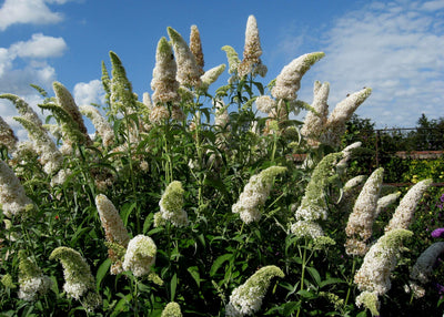 BUDDLEIA davidii 'White Profusion'