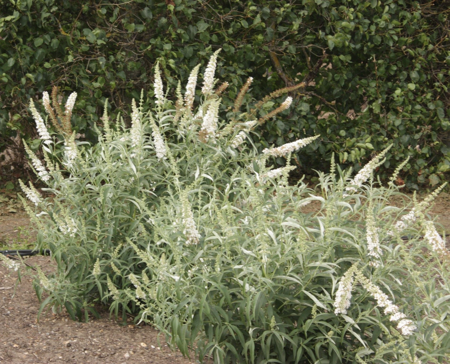 BUDDLEIA davidii 'White Bouquet'