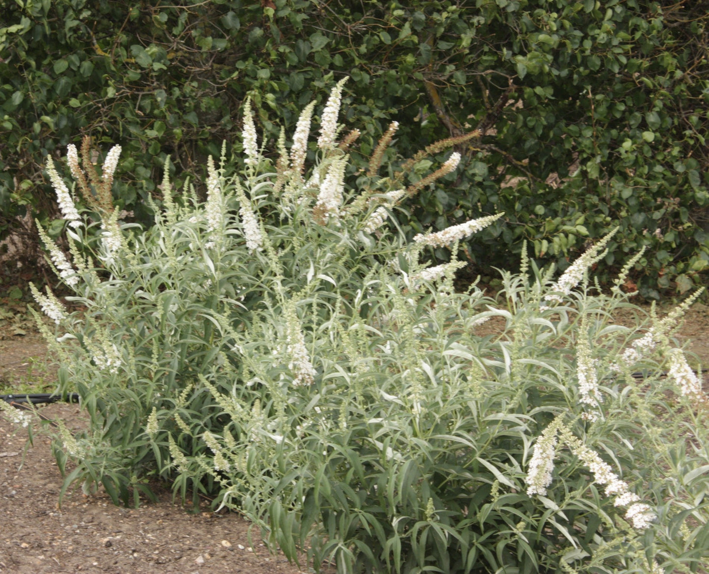 BUDDLEIA davidii 'White Bouquet'