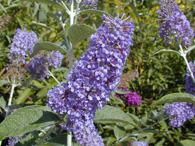 BUDDLEIA davidii 'Empire Blue'