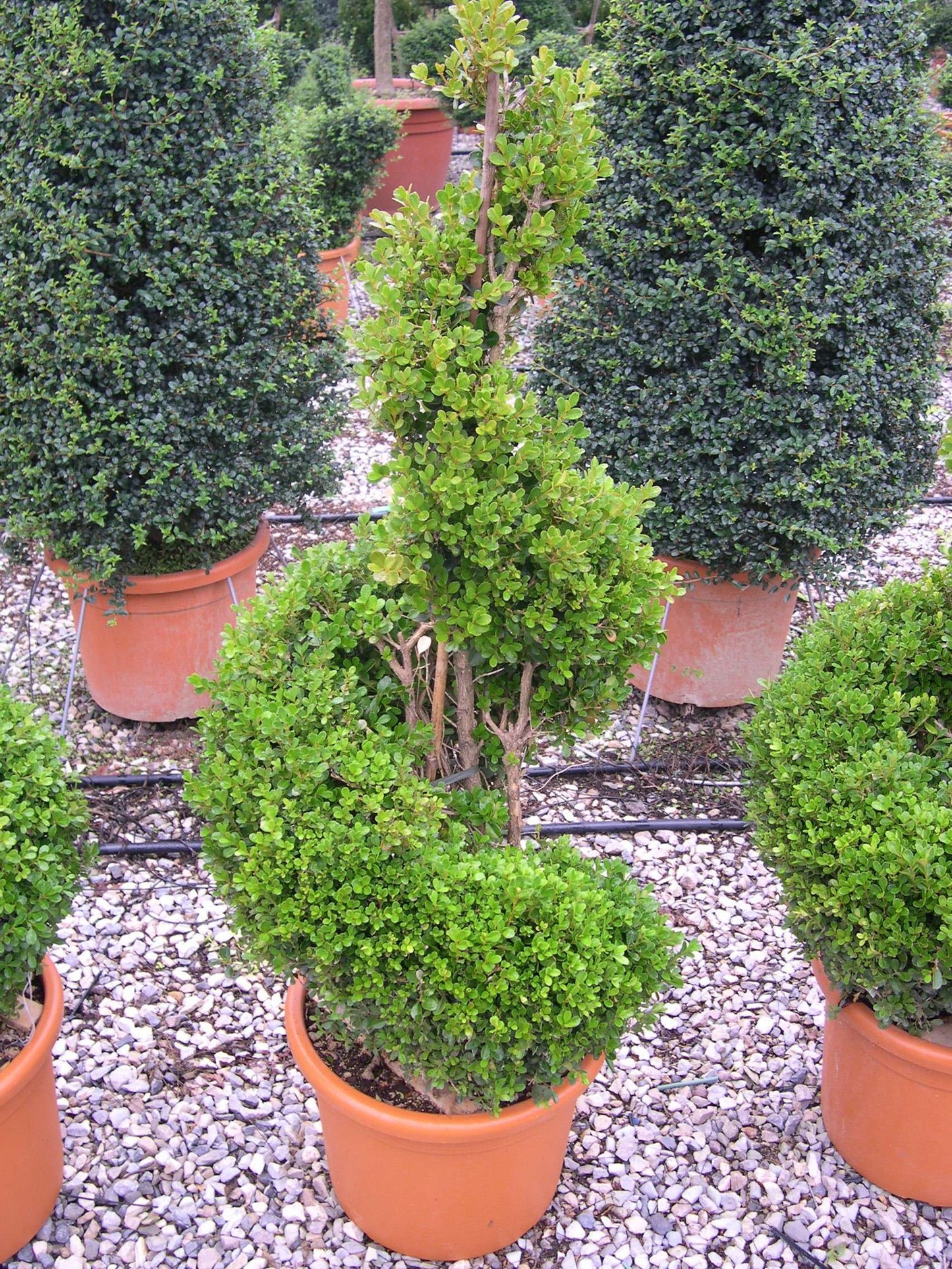 BUXUS macrophylla 'Rotundifolia'