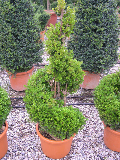 BUXUS macrophylla 'Rotundifolia'