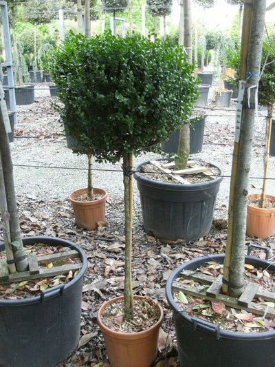 BUXUS microphylla 'Faulkner'