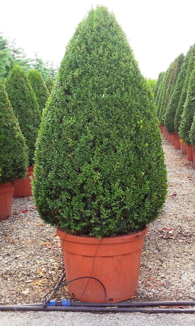 BUXUS sempervirens
