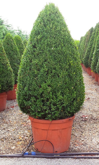 BUXUS sempervirens