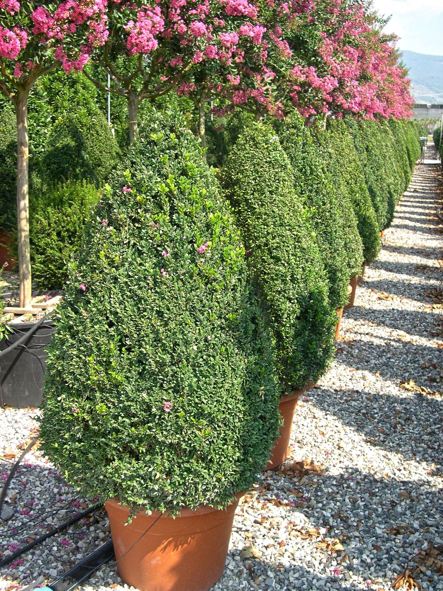 BUXUS sempervirens 'Arborescens'